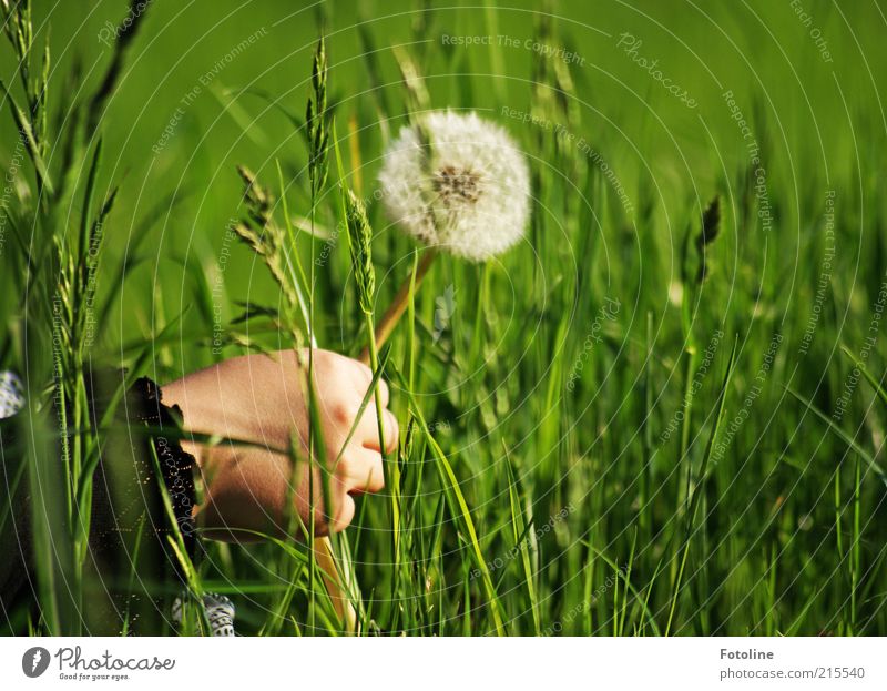 Oh eine Pusteblume! Mensch Kind Kindheit Hand Umwelt Natur Sommer Pflanze Blume Gras Wiese hell natürlich grün weiß pflücken Löwenzahn Farbfoto mehrfarbig