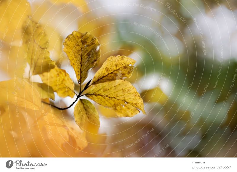 give me 5 Umwelt Natur Herbst Baum Blatt Herbstlaub herbstlich Herbstfärbung Herbstbeginn authentisch außergewöhnlich gelb gold Ende Vergänglichkeit