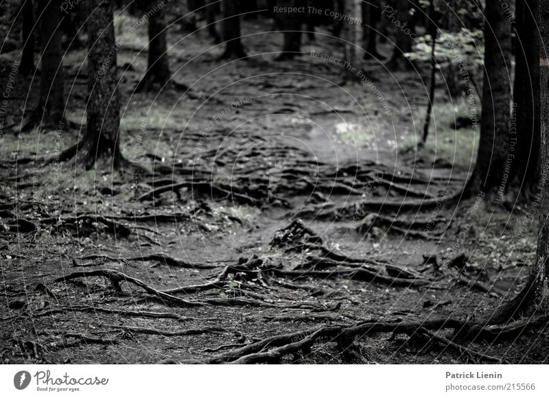 Wurzelwald Umwelt Natur Landschaft Pflanze Erde Herbst Baum Wald dunkel Wege & Pfade unheimlich Stimmung nass Glätte Schwarzweißfoto Außenaufnahme Menschenleer