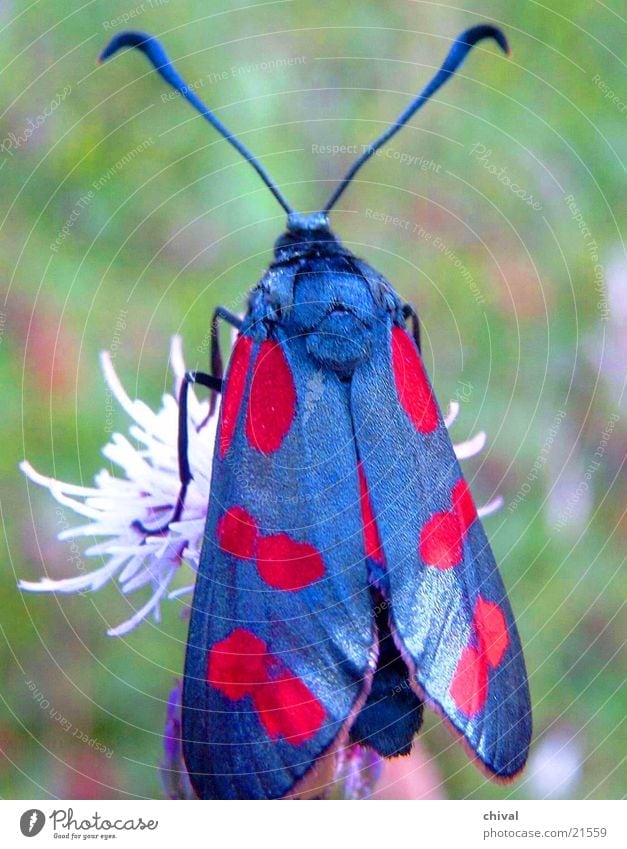 Schwarz Und Rot Ein Lizenzfreies Stock Foto Von Photocase