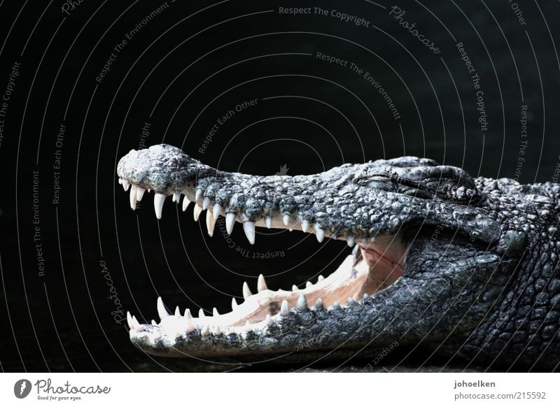bite me Safari Tier Wildtier Tiergesicht Schuppen Krokodil Alligator Blick Aggression bedrohlich stark schwarz Kraft gefährlich gereizt exotisch Farbfoto