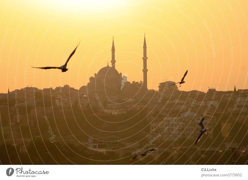 Abend(im)Land Wolkenloser Himmel Horizont Sonnenaufgang Sonnenuntergang Sommer Bauwerk Sehenswürdigkeit Vogel Taube 4 Tier Tiergruppe Schwarm fliegen Istanbul