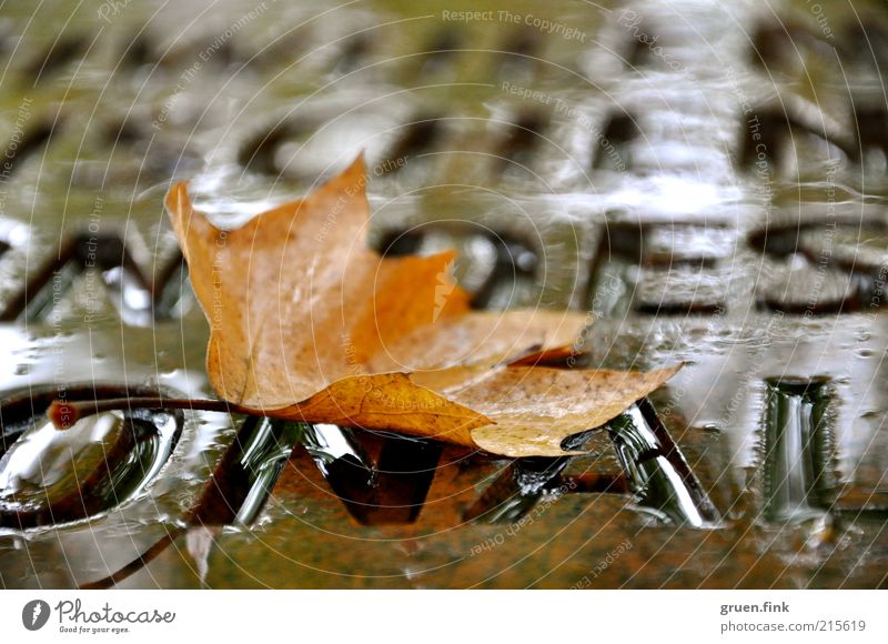 Herbstwort Wasser schlechtes Wetter Regen Blatt Denkmal braun schön ruhig elegant Vergänglichkeit Wort Buchstaben Schriftzeichen Farbfoto Außenaufnahme
