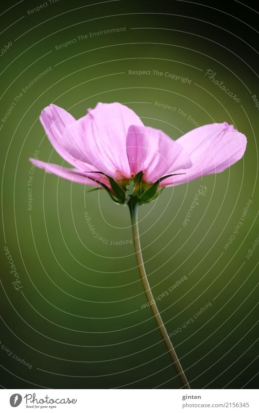 Cosmea Blume Sommer Garten Natur Pflanze Blüte Schmuckkörbchen Blumenstrauß Blühend glänzend elegant nah grün rosa Blumenporträt rosa Blüte Zierpflanze