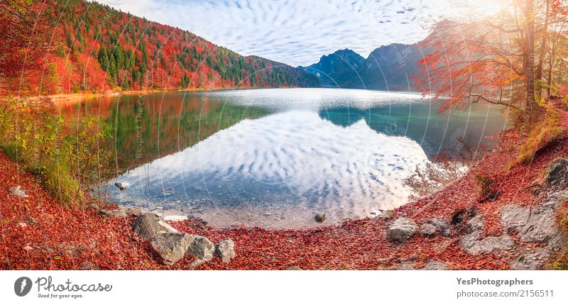 Alpsee See in den Herbstfarben Freude Ferien & Urlaub & Reisen Sightseeing Sonne Berge u. Gebirge Natur Landschaft Himmel Wolken Horizont Schönes Wetter Blatt
