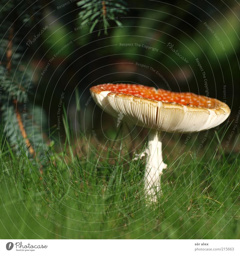 Fliegenpilz Ernährung Natur Pflanze Gras Pilz Pilzhut Rasen Blühend Wachstum ästhetisch bedrohlich natürlich schön weich grün rot weiß Glück Glücksbringer Gift