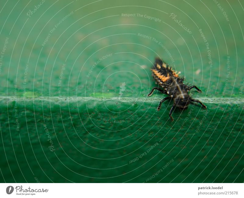 [HH01] ohne Titel Umwelt Tier Käfer grün Insekt Ekel krabbeln Farbfoto Nahaufnahme Textfreiraum oben Textfreiraum unten Tag Schwache Tiefenschärfe Tierporträt