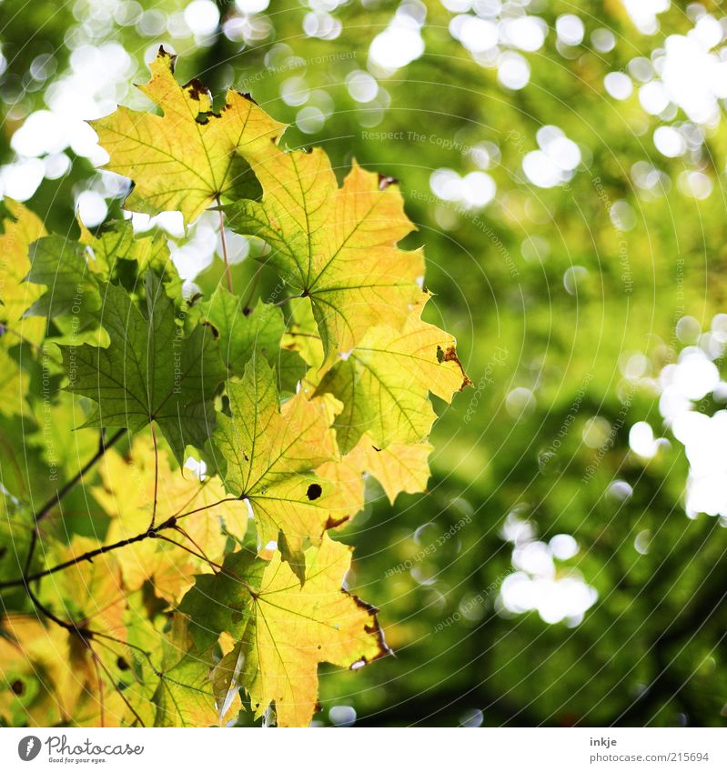 Ahorn Umwelt Natur Landschaft Pflanze Luft Himmel Sommer Herbst Baum Blatt Blätterdach Wald Lichtpunkt dehydrieren Wachstum Duft frisch schön gelb grün weiß
