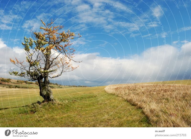 lonesome beech Natur Landschaft Wolken Herbst Schönes Wetter Baum Berge u. Gebirge Rhön Mittelgebirge blau mehrfarbig grün Stimmung Umwelt Umweltschutz