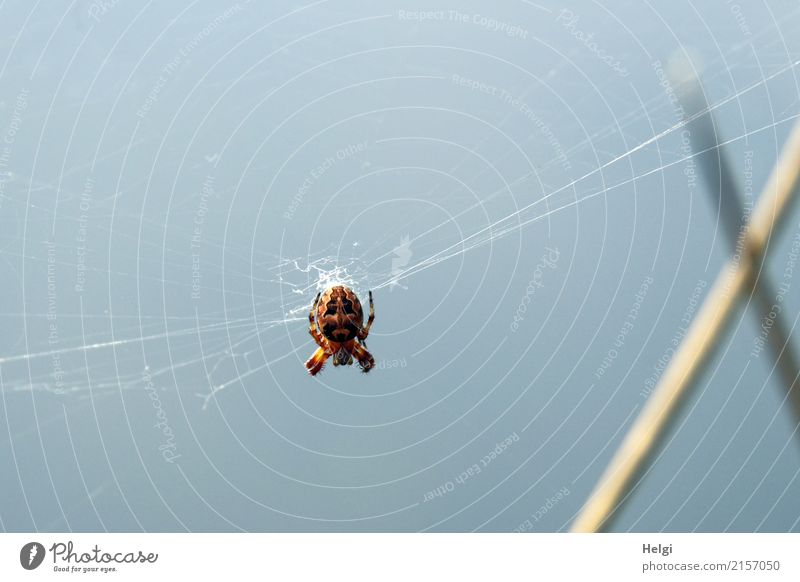 Furcht einflößend Umwelt Natur Tier Himmel Sommer Schönes Wetter Halm Moor Sumpf Wildtier Spinne 1 Spinnennetz beobachten hängen warten authentisch