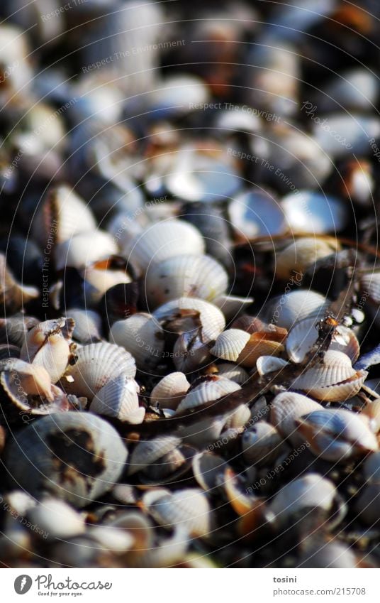 Muschelmeer Umwelt Natur Küste Strand Nordsee Ostsee Meer braun Muschelschale Muschelform Schalenweichtier unzählig viele Ast Tier Strandgut leer Detailaufnahme