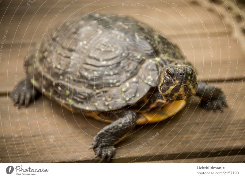 Blickkontakt Natur Tier Haustier Wildtier Tiergesicht Krallen Pfote Fährte Zoo Aquarium Schildkröte Schildkrötenpanzer Landschildkröte Hornschicht Holz alt