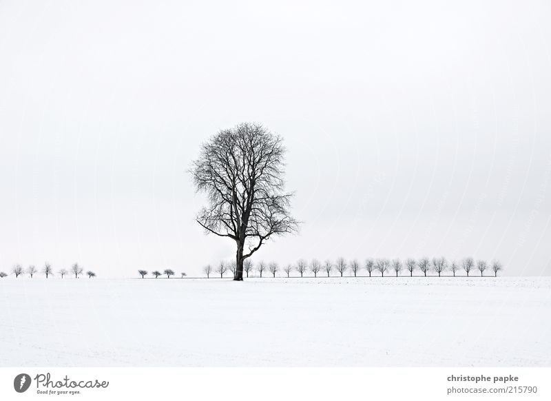 Baum in Schneelandschaft Winter Eis Frost Feld frieren kalt weiß standhaft Traurigkeit Trauer Einsamkeit Natur Vergänglichkeit Ferne Gedeckte Farben