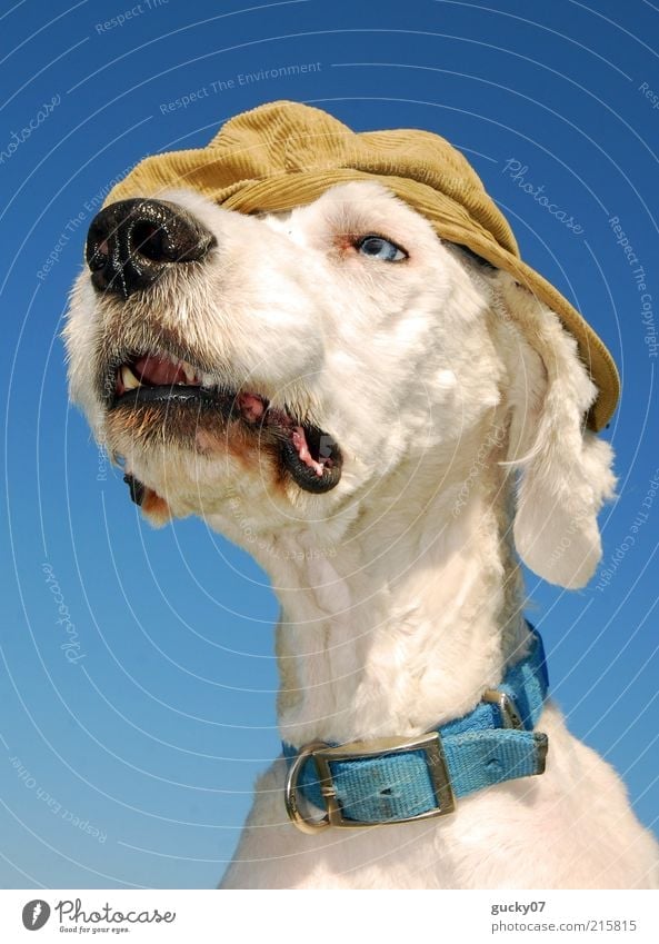 Ein etwas anderer Wachhund Mode Accessoire Hut Mütze Schirmmütze Tier Haustier Hund Tiergesicht Fell Hundeschnauze Hundehalsband Hundeblick Hundekopf weiß