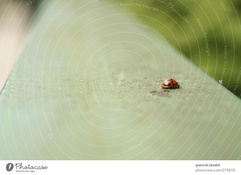 [HH01] ohne Titel Umwelt Tier Wildtier Käfer Marienkäfer krabbeln Unschärfe Punkt Insekt Farbfoto Gedeckte Farben Außenaufnahme Nahaufnahme Textfreiraum links