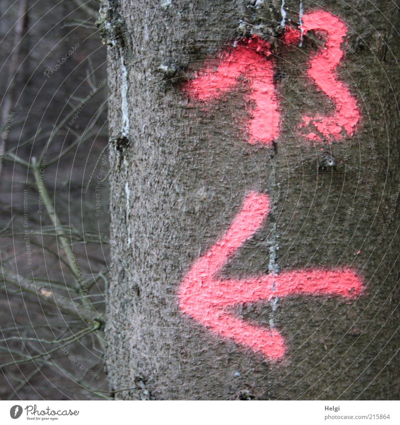 13 ... links raus... Umwelt Natur Pflanze Dürre Baum Wald Holz Zeichen Ziffern & Zahlen Schilder & Markierungen Pfeil dehydrieren Wachstum außergewöhnlich
