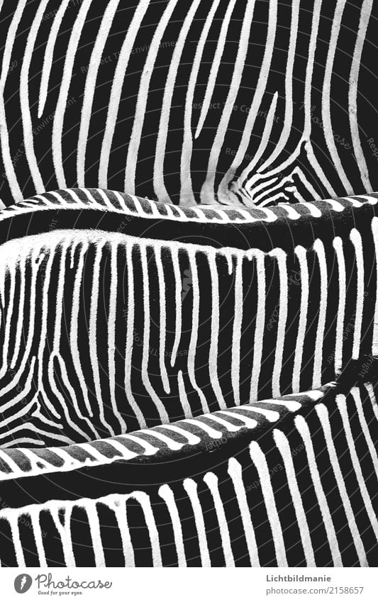 Rückgrat Stil Design Haare & Frisuren Ferien & Urlaub & Reisen Ausflug Safari Natur Tier Wildtier Zoo Zebra Zebrastreifen Fell Streifen Streifenpullover
