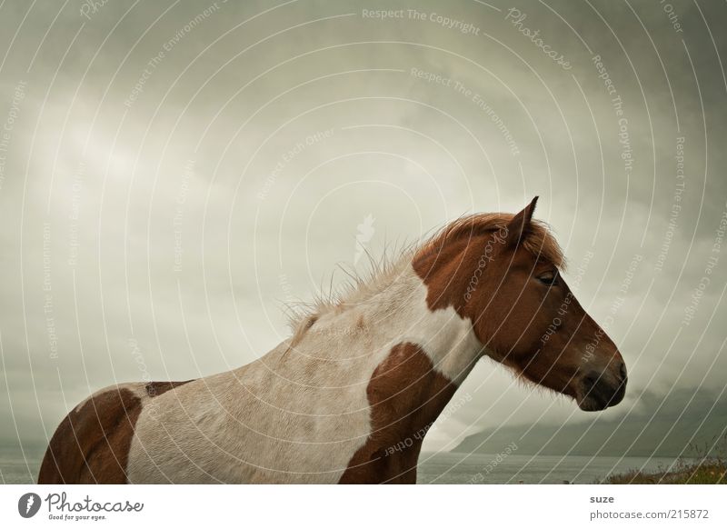 Bei Wind und Wetter Natur Tier Himmel Wolken Nutztier Wildtier Pferd 1 stehen warten ästhetisch dunkel natürlich wild Stimmung Mähne Ponys Føroyar Island Ponys