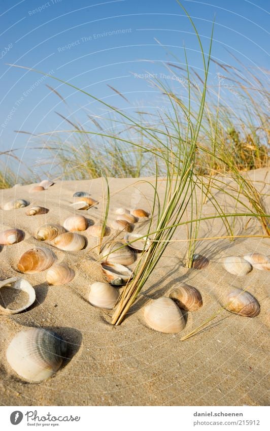 Muscheln suchen Ferien & Urlaub & Reisen Tourismus Sommer Sommerurlaub Insel Natur Himmel Wolkenloser Himmel Schönes Wetter Wind Pflanze Küste Strand Sand
