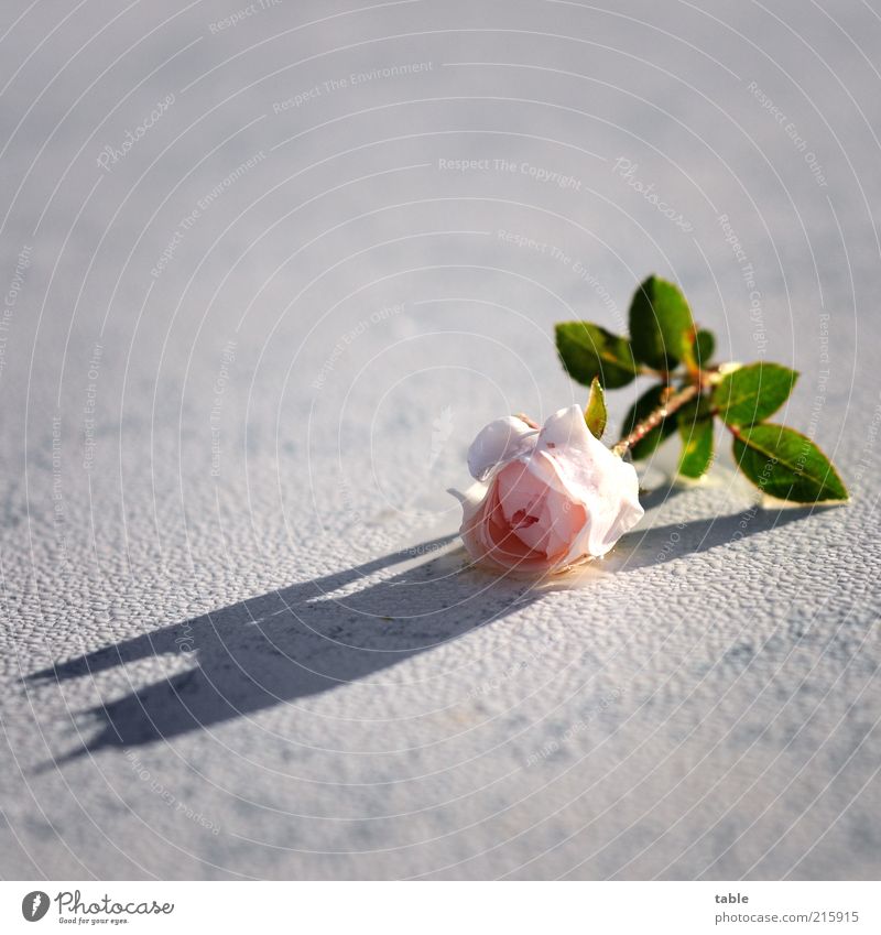 für Dich Pflanze Blume Rose liegen nass grün rosa weiß Gefühle ästhetisch Duft einzigartig Tau Blüte Farbfoto Außenaufnahme Nahaufnahme Menschenleer