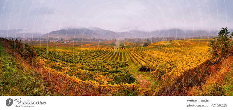Panorama des Wachautales. Bunter Herbst in den Weinbergen Frucht Tourismus Berge u. Gebirge Landwirtschaft Forstwirtschaft Industrie Natur Landschaft Pflanze