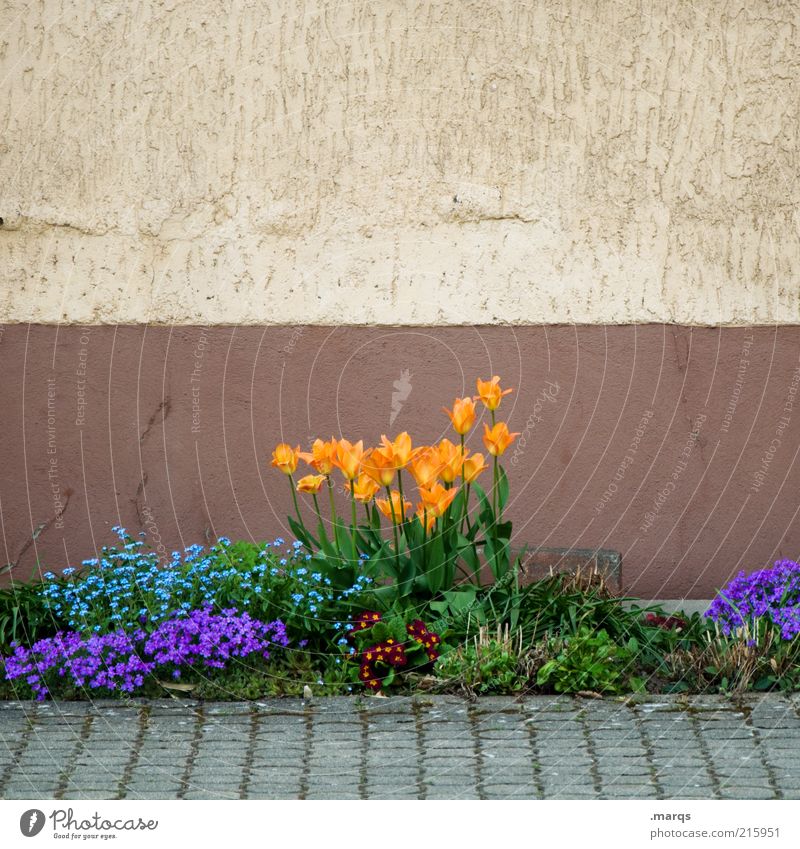 Jardin Häusliches Leben Garten Natur Pflanze Frühling Blumenbeet Mauer Wand Blühend Wachstum Duft schön blau mehrfarbig Gefühle orange Farbfoto Außenaufnahme