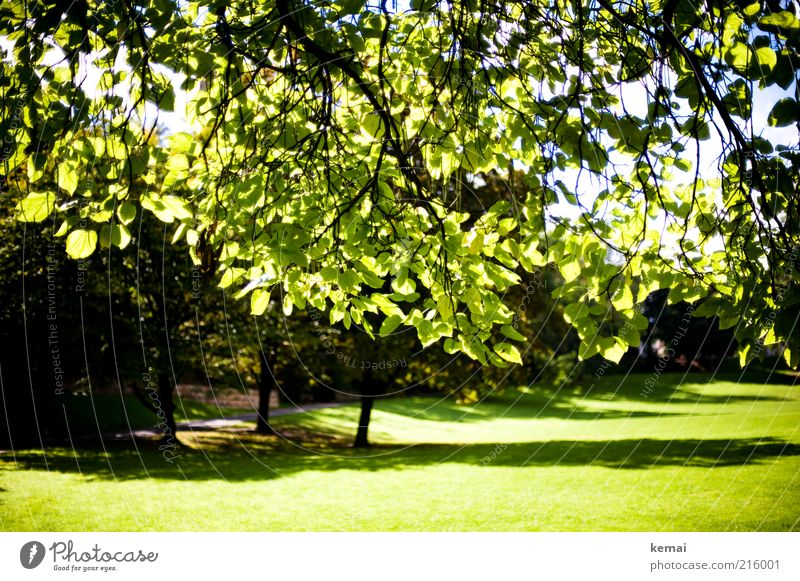 Unterm Baum Umwelt Natur Landschaft Pflanze Himmel Sonnenlicht Sommer Klima Schönes Wetter Gras Grünpflanze Wildpflanze Ast Zweig Park Wiese leuchten Wachstum
