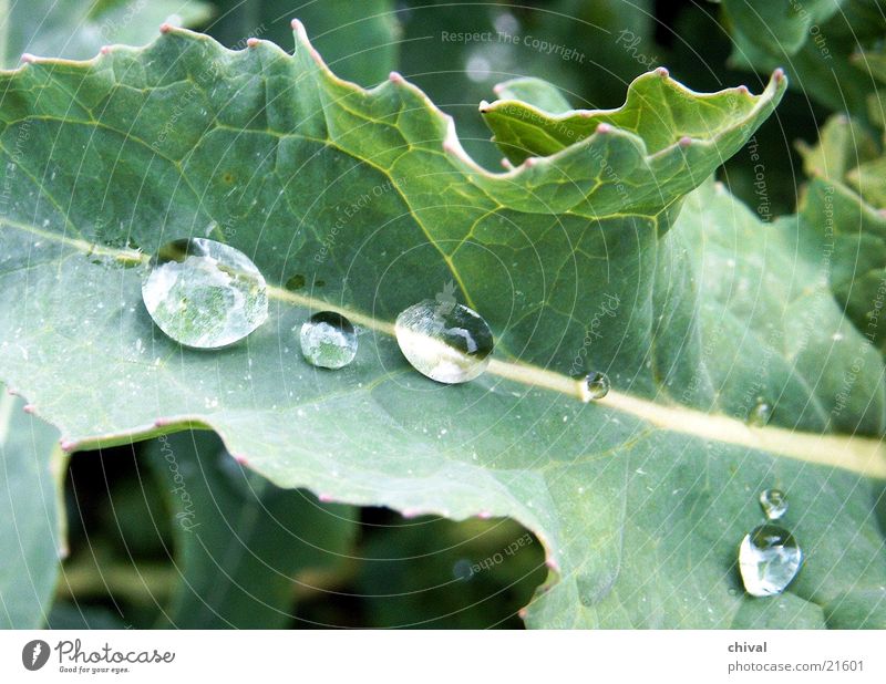 Regentropfen Blatt Wassertropfen