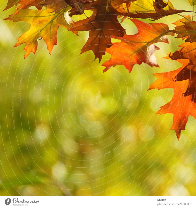 Farbenfroh kommt der Herbst Roteiche Eichenblätter Quercus rubra Herbstblätter Herbstlaub herbstlich herbstlich gefärbte Blätter herbstliche Impression