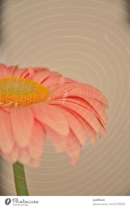 Gerbera I Innenarchitektur Dekoration & Verzierung Natur Pflanze Blume Topfpflanze stehen oben schön rosa Blüte Blütenblatt zart sanft Blütenstiel Menschenleer