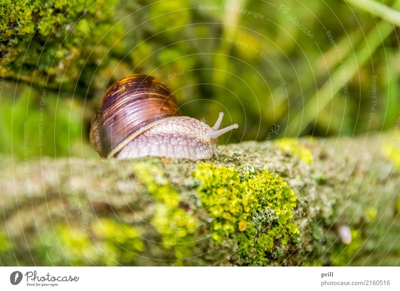 Roman snail closeup Natur Tier Muschel krabbeln schleimig Weinbergschnecken escargot Landlungenschnecke gastropode Ast Zweig flechte natürlich essbar langsam
