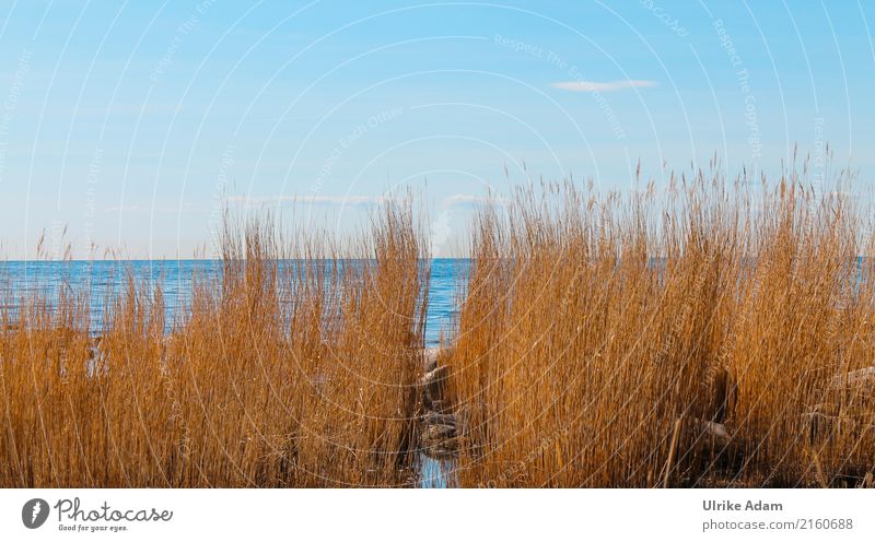 Schilfrohre (Phragmites) an der Küste von Bornholm harmonisch Wohlgefühl Erholung Dampfbad Schwimmbad Schwimmen & Baden Ferien & Urlaub & Reisen Tourismus Ferne