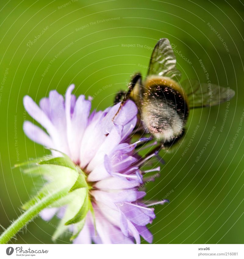 blümchen und bienchen Natur Pflanze Tier Blüte Nutztier 1 authentisch Biene Blume bestäuben Farbfoto Außenaufnahme Nahaufnahme Detailaufnahme Rückansicht Flügel
