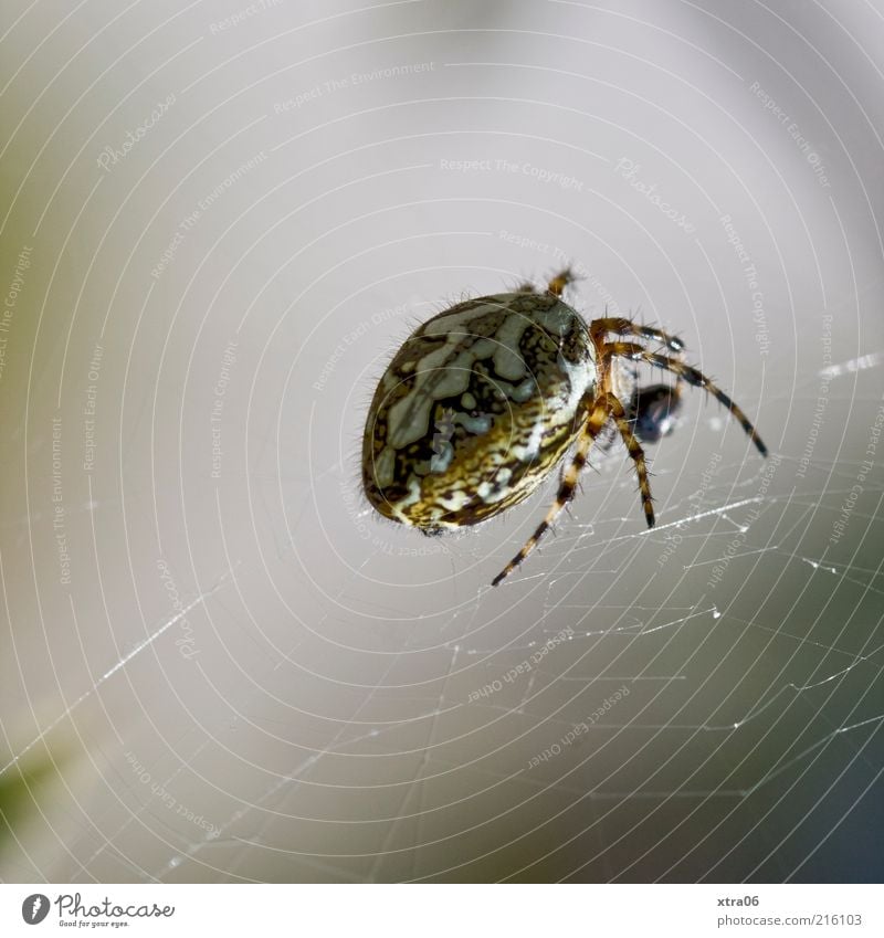 spinne Tier Spinne 1 gruselig grau Spinnennetz Farbfoto Gedeckte Farben Außenaufnahme Nahaufnahme Detailaufnahme Makroaufnahme Textfreiraum oben
