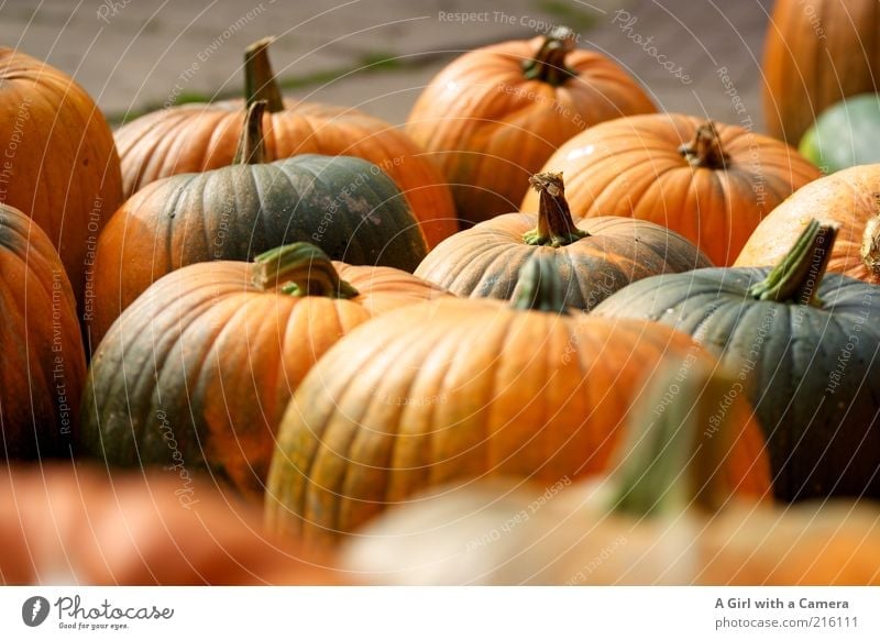 Gruselgemüsefraktion Lebensmittel Gemüse Ernährung Bioprodukte Vegetarische Ernährung Kürbis Kürbiszeit Kürbisgewächse Natur Herbst dick authentisch