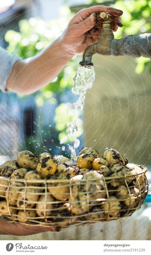 Frisch geerntete Kartoffeln waschen Gemüse Schalen & Schüsseln Frau Erwachsene Hand Pflanze frisch natürlich Sauberkeit grün Wäsche waschen Bauernhof Ackerbau