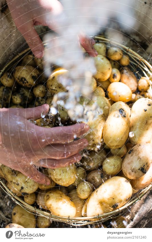 Frisch geerntete Kartoffeln waschen Gemüse Schalen & Schüsseln Frau Erwachsene Hand Pflanze frisch natürlich Sauberkeit grün Wäsche waschen Bauernhof Ackerbau