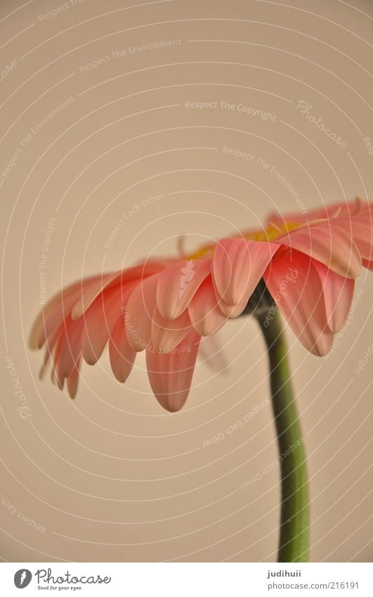 Gerbera II Umwelt Natur Sommer Pflanze Blume Blüte Blütenblatt rosa Stengel stehen schön weich grün Blumenstengel Menschenleer Farbfoto Innenaufnahme