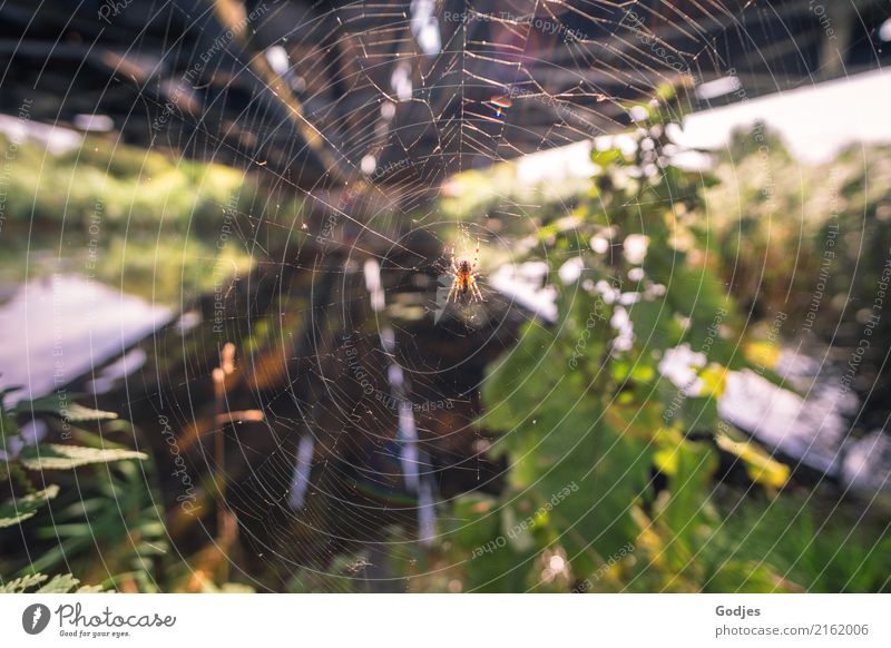 Spinne in einem Netz unter einer Eisenbahnbrücke Umwelt Wasser Sommer Pflanze Gras Sträucher Wildpflanze Flussufer Tier Nutztier 1 Jagd tragen bedrohlich Ekel