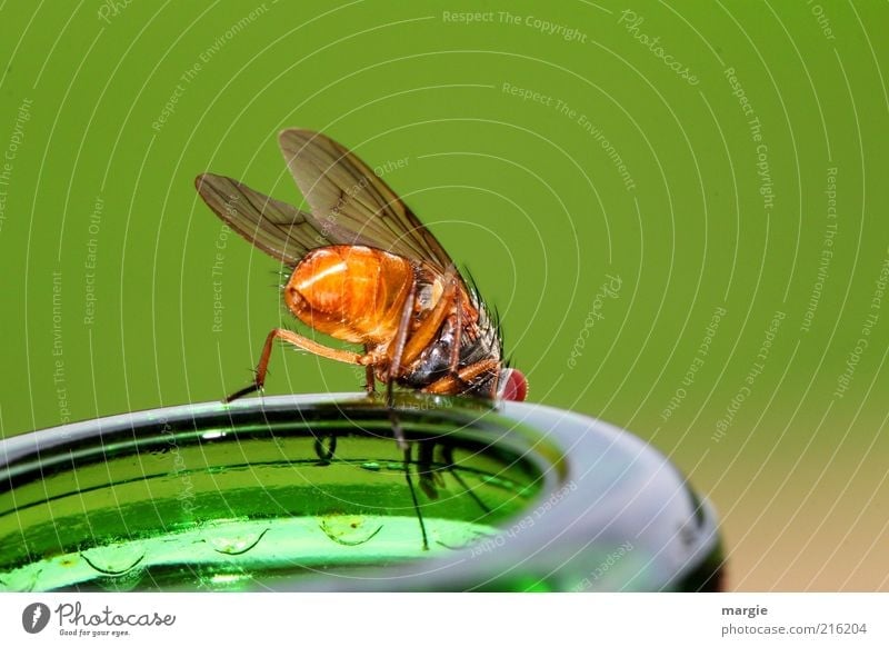 Was gibt`s zu trinken? Eine Fliege auf einem Flaschenhals Getränk Tier Biene Flügel Insekt Wespen Glas Fressen genießen krabbeln Blick sitzen Neugier gelb grün