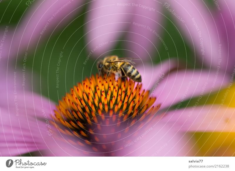 Purpur-Sonnenhut Alternativmedizin Leben harmonisch Sinnesorgane ruhig Duft Natur Sommer Pflanze Blume Blüte Nutzpflanze Roter Sonnenhut Garten Nutztier Biene