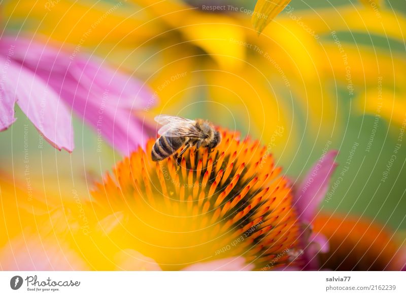 Sonnenhüte Alternativmedizin harmonisch Erholung Natur Sommer Pflanze Blume Blüte Sonnenhut Roter Sonnenhut Garten Tier Biene Insekt Honigbiene 1