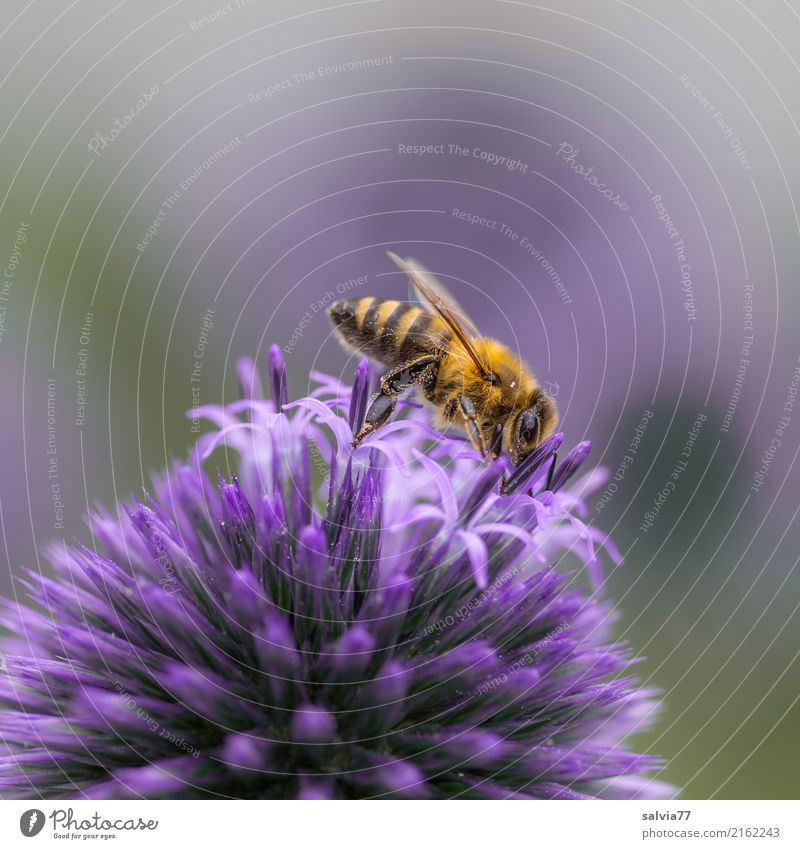 leckere Kugel Natur Sommer Blume Blüte Distel Kugeldistel Garten Nutztier Biene Honigbiene Insektenstich 1 Tier Blühend ästhetisch Spitze violett Duft emsig