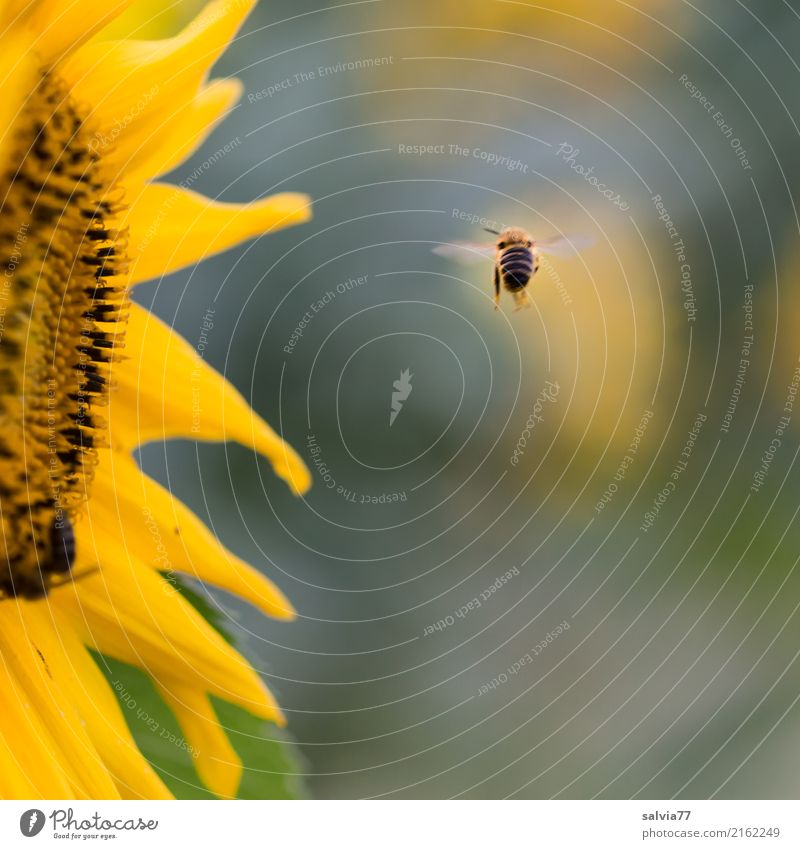600 | ... auf zur nächsten... Natur Sonne Sommer Pflanze Blume Blüte Nutzpflanze Sonnenblume Garten Tier Biene Honigbiene Insekt 1 Blühend Duft fliegen braun
