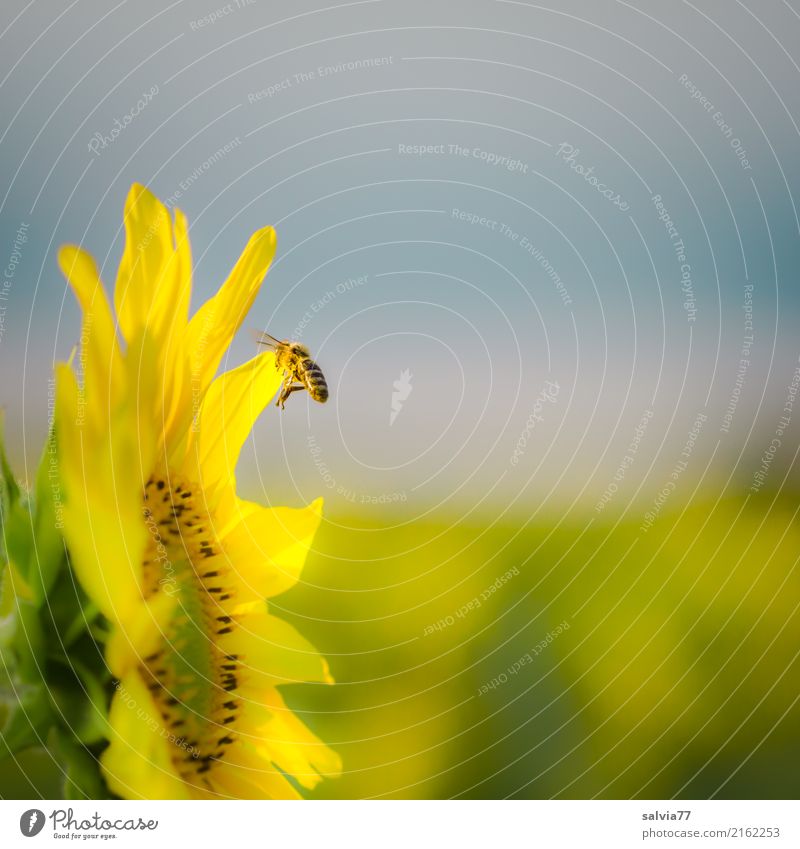 der Sonne entgegen Umwelt Natur Himmel Sommer Klima Schönes Wetter Pflanze Blume Blüte Nutzpflanze Sonnenblume Garten Feld Tier Nutztier Biene Insekt Honigbiene