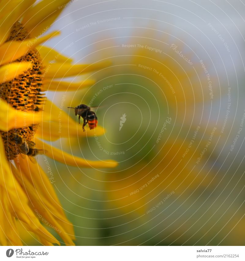 magisch angezogen Umwelt Natur Himmel Sonne Sommer Schönes Wetter Pflanze Blume Blüte Nutzpflanze Sonnenblume Garten Feld Tier Flügel Hummel Steinhummel Insekt