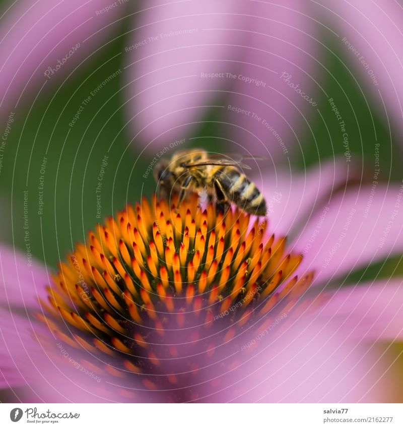 süße Spitzen Alternativmedizin Leben harmonisch Wohlgefühl ruhig Duft Natur Sommer Pflanze Blume Blüte Sonnenhut Roter Sonnenhut Garten Nutztier Biene