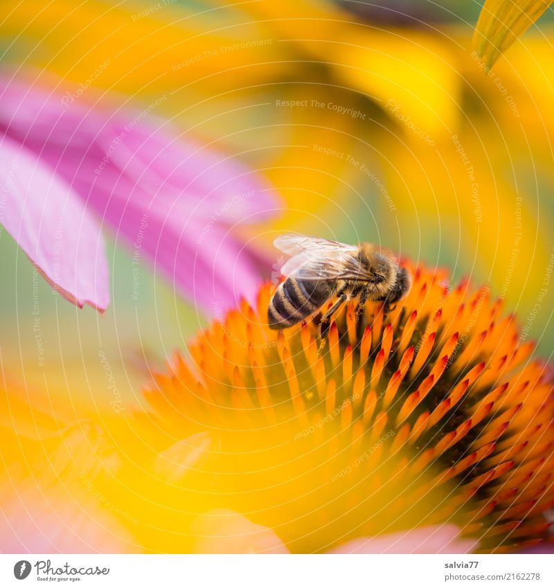 Sommergruß Alternativmedizin harmonisch Umwelt Natur Schönes Wetter Pflanze Blume Blüte Roter Sonnenhut Garten Tier Nutztier Biene Insekt Honigbiene Blühend