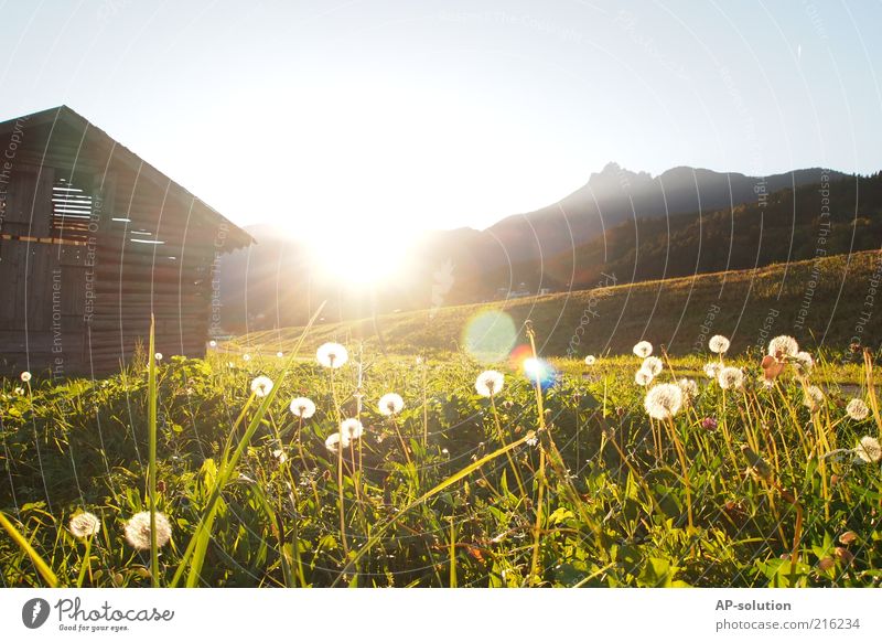 Tirol Natur Landschaft Himmel Sonne Sonnenaufgang Sonnenuntergang Sonnenlicht Frühling Schönes Wetter Blume Gras Wiese Alpen Berge u. Gebirge Idylle Farbfoto