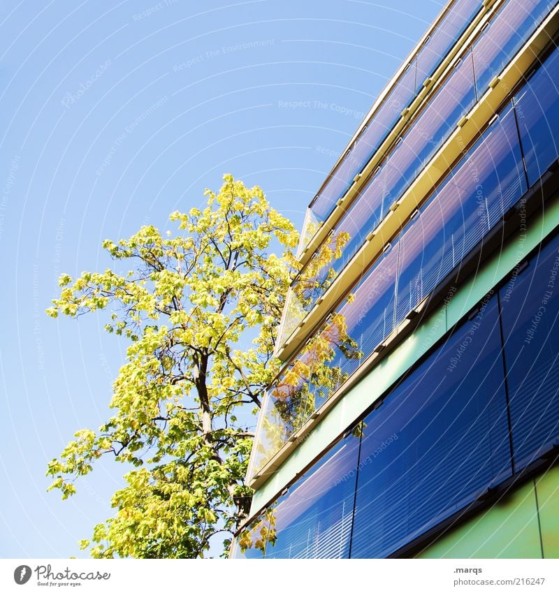 Basel Stil Wolkenloser Himmel Schönes Wetter Baum Gebäude Architektur Fassade Wachstum ästhetisch hell schön mehrfarbig Gefühle Natur Perspektive Zukunft